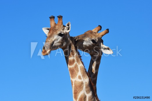 Picture of Zwei Giraffenbullen giraffa camelopardalis kmpfen im Kgalagadi Nationalpark in Sdafrika